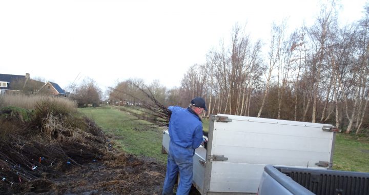 Bomenbezorgdienst Plan Boom gaat Fryslân vergroenen